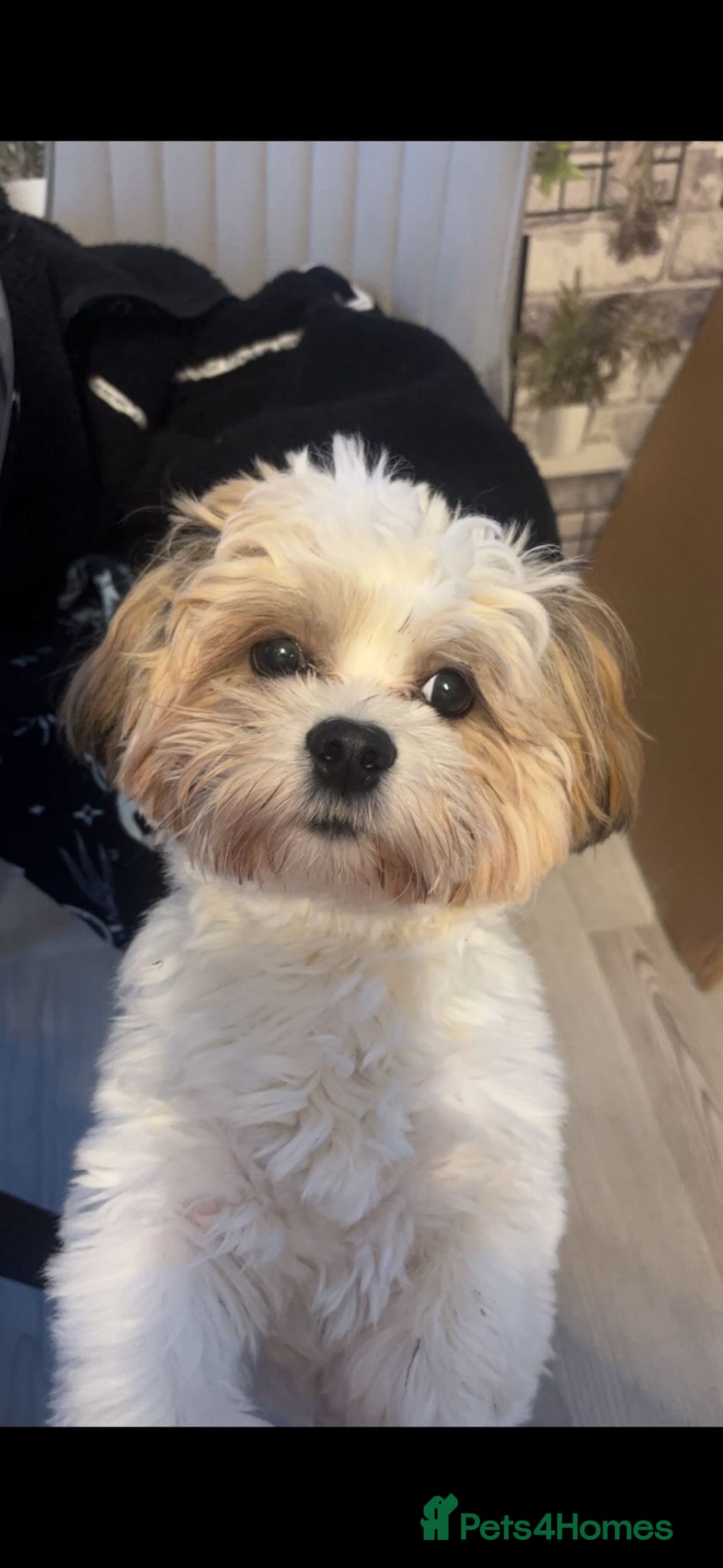Malshi dogs for sale: Looking for a forever home - Image 5