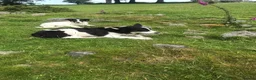 Border Collie dogs for sale: Border collie pups - Advert 2