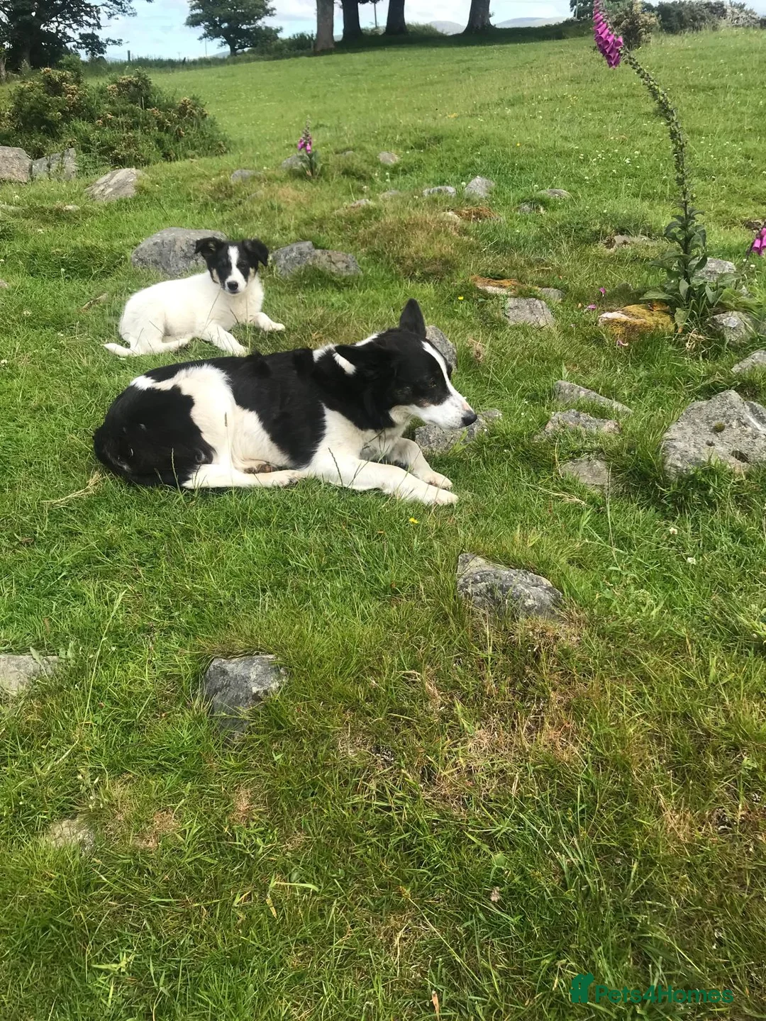 Border Collie dogs for sale: Border collie pups - Advert 2