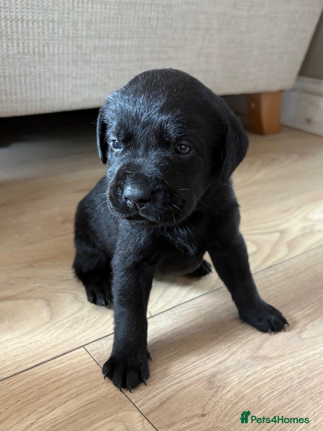 Labrador Retriever dogs for sale: Beautiful litter of kc registered labrador  - Image 19