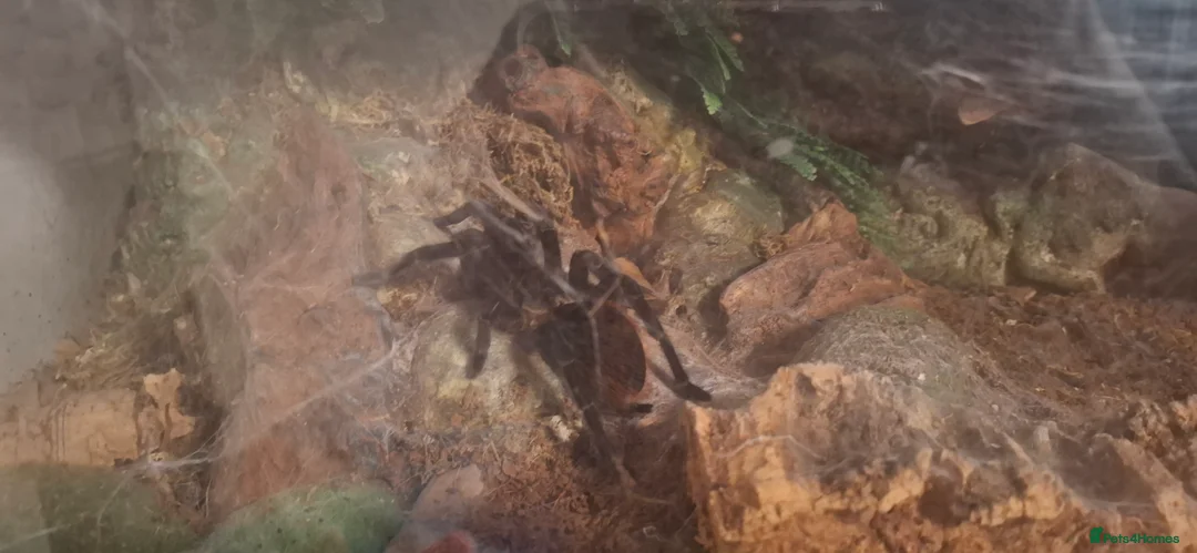 Spiders invertebrates for sale: Tarantulas for rehoming bird eater, red rump - Advert 2