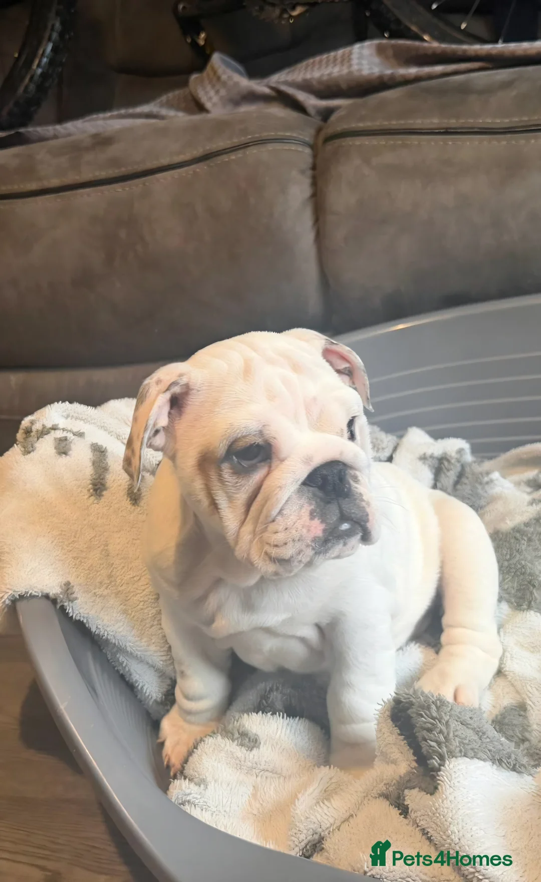 English Bulldog dogs for sale: White British bulldog bitch. - Advert 3
