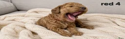 Cockapoo dogs for sale: Cockapoo  in Wolverhampton - Advert 10