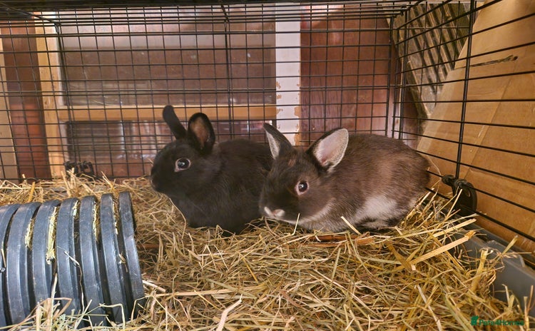 Netherland Dwarf rabbits - Advert 6