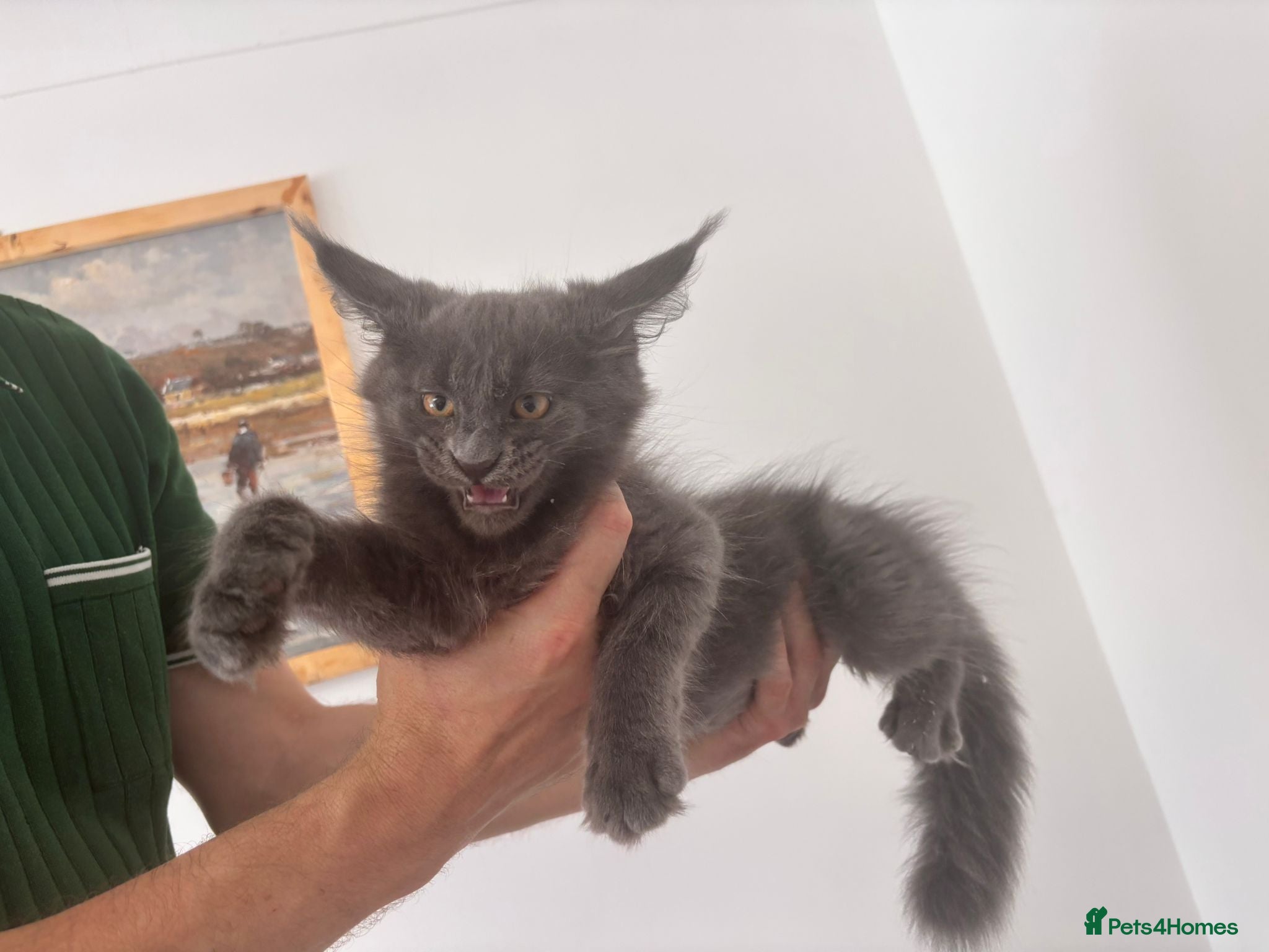 Maine Coon cats 👻😻 ATOS AND ALICE READY FOR COLLECTION 👻😻 - Advert 1