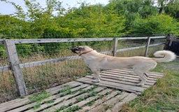 Turkish Kangal dogs for sale: Turkish Kangal - Image 2