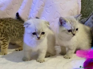 British Shorthair cats 🧸EXCEPTIONAL QUALITY PURE BREED BSH TEDDY BEARS🧸 - Advert 12