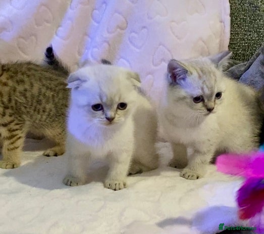 British Shorthair cats 🧸EXCEPTIONAL QUALITY PURE BREED BSH TEDDY BEARS🧸 - Advert 1