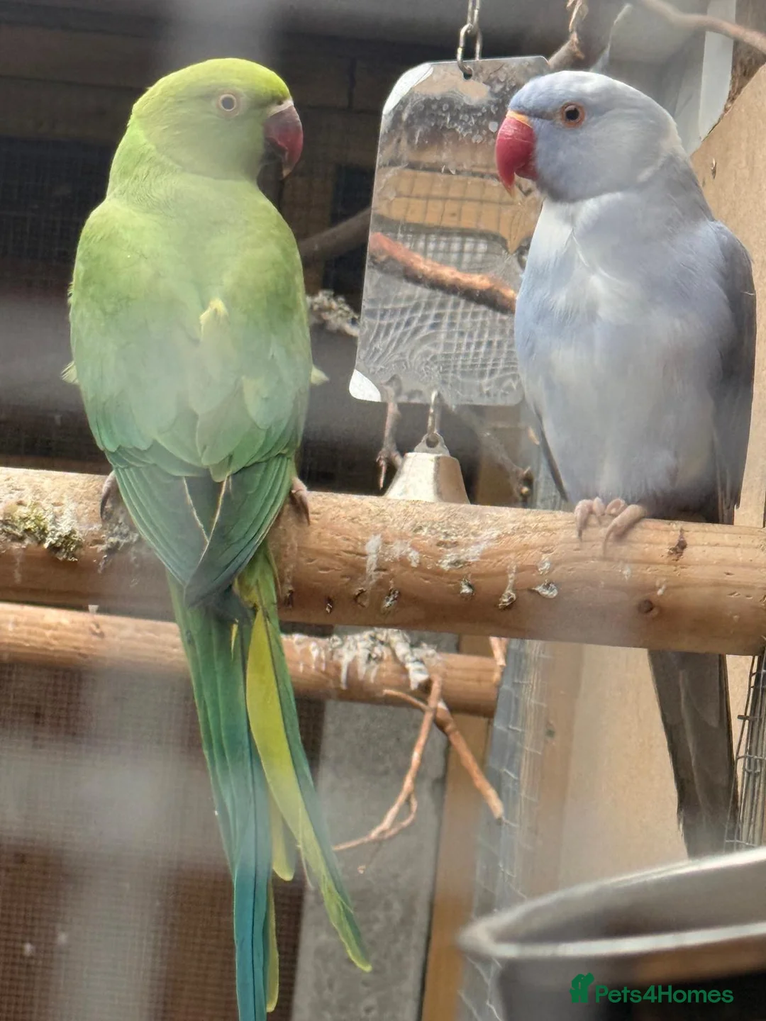 Ringnecks birds for sale: Indian ring necks  - Advert 1