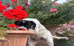 Pointer dogs for sale: "Well Bred" Pointer Puppies - Image 12