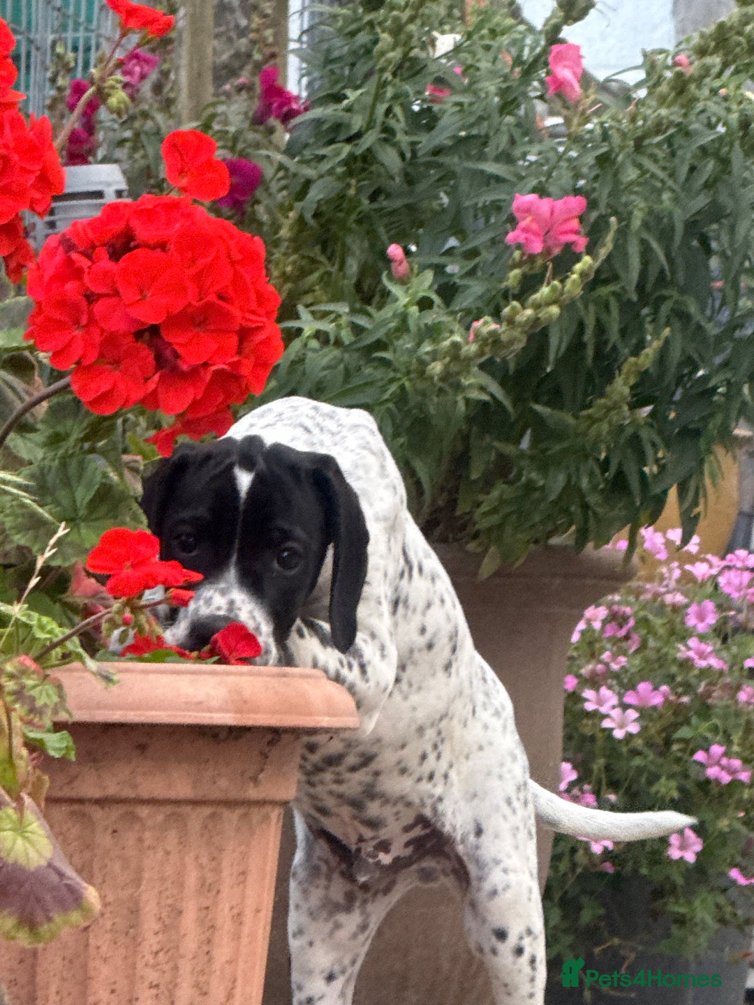 Pointer dogs for sale: "Well Bred" Pointer Puppies - Image 12