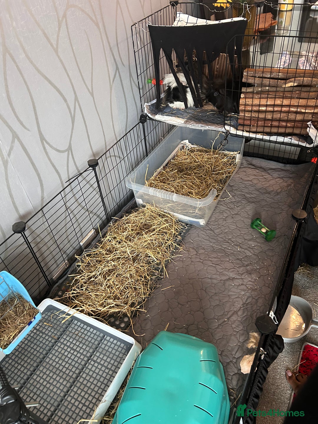 Guinea Pig rodents for sale: 2 male guinea pigs for sale  - Image 8