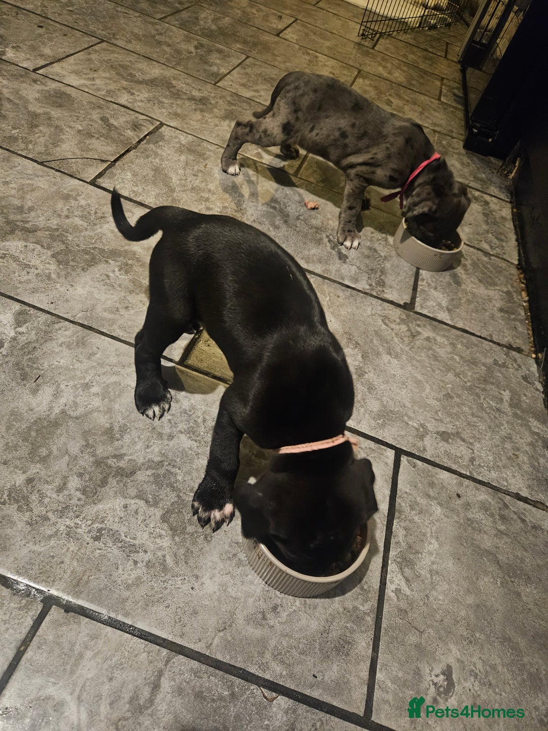 Cane Corso dogs for sale: Cane Corso Pups - Advert 5