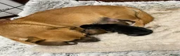 Mixed Breed dogs for sale: Miniature dachshund X puppies  - Advert 4