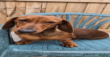 Dachshund dogs - Advert 7
