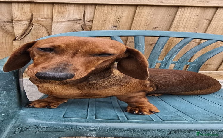 Dachshund dogs - Advert 3