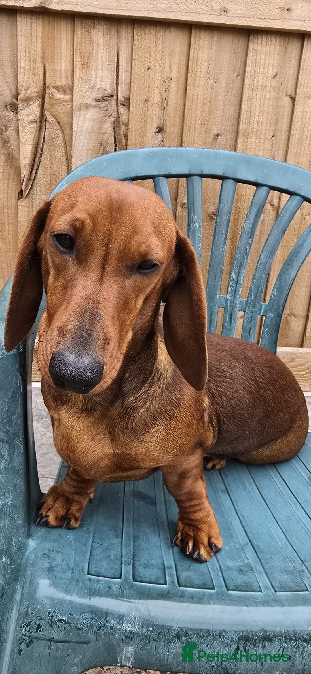 Dachshund dogs for sale: "READY GO STUNING 5 STANDARD DACHSHUND PUPPIES  - Image 1