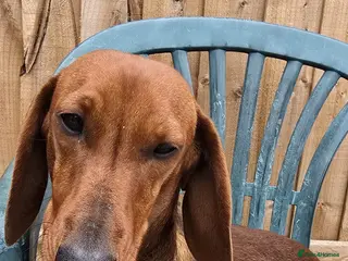 Dachshund dogs STUNING 1 STANDARD DACHSHUND BOY - Advert 3