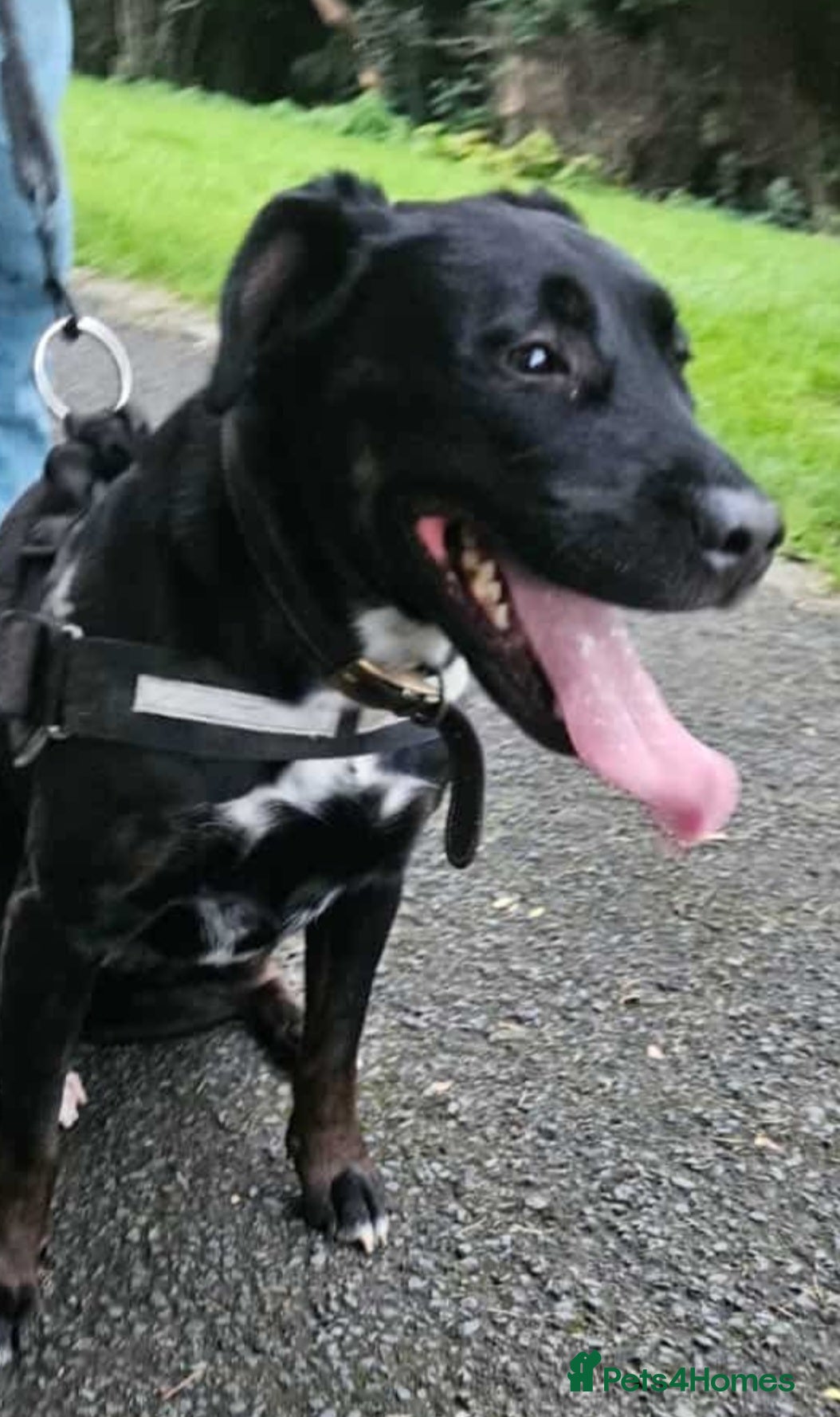 Mixed Breed dogs Rottweiler x English Bull terrior bitch - Advert 17