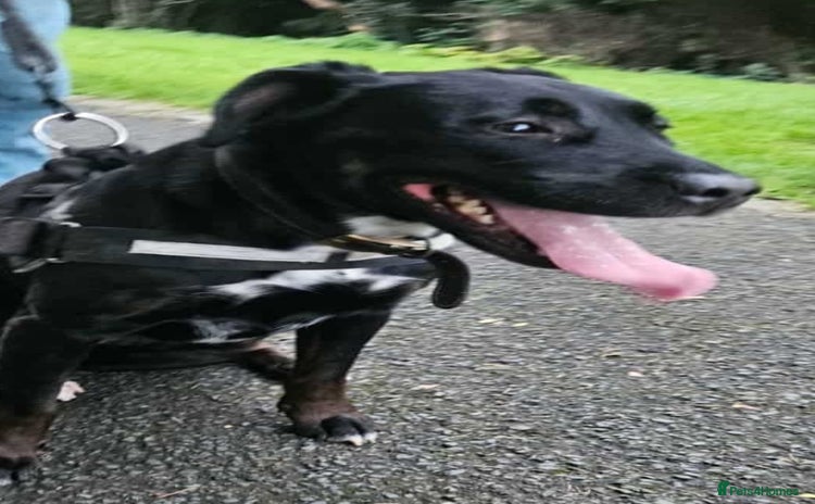 Mixed Breed dogs Rottweiler x English Bull terrior bitch - Advert 1