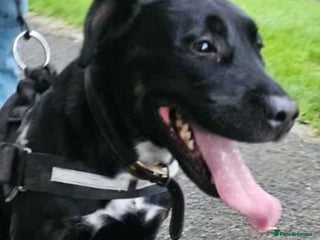 Mixed Breed dogs Rottweiler x English Bull terrior bitch - Advert 1