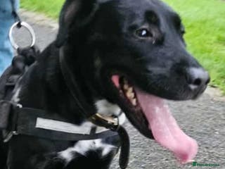 Mixed Breed dogs Rottweiler x English Bull terrior bitch - Advert 14