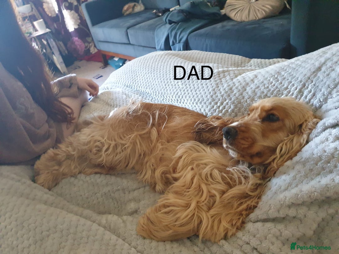 Cocker Spaniel dogs for sale: Golden English Show Cocker Spaniel puppies - Image 6