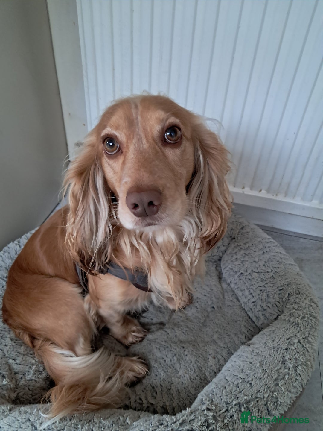 Cocker Spaniel dogs for stud: Cocker spaniel 2 years old - Advert 2