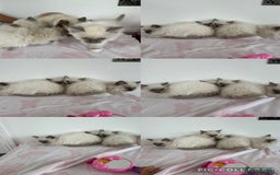 Ragdoll cats for sale: Beautiful ragdoll kittens  - Image 15