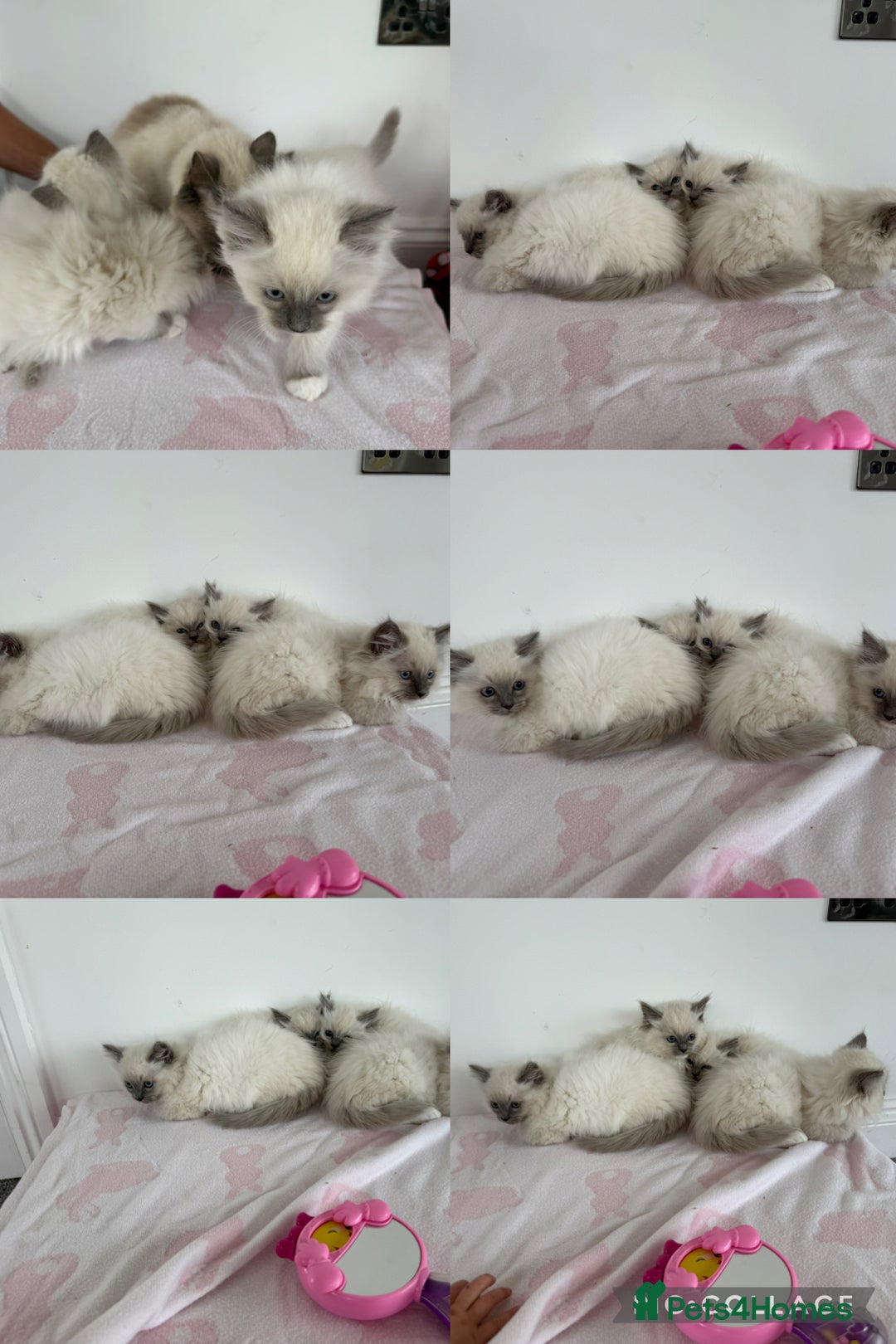 Ragdoll cats for sale: Beautiful ragdoll kittens  - Image 15