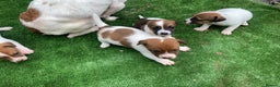 Jack Russell dogs for sale: Adorable jack Russell puppies  - Advert 3