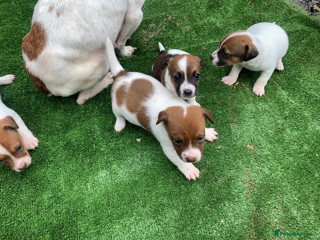 Jack Russell dogs for sale: Adorable jack Russell puppies  - Image 3