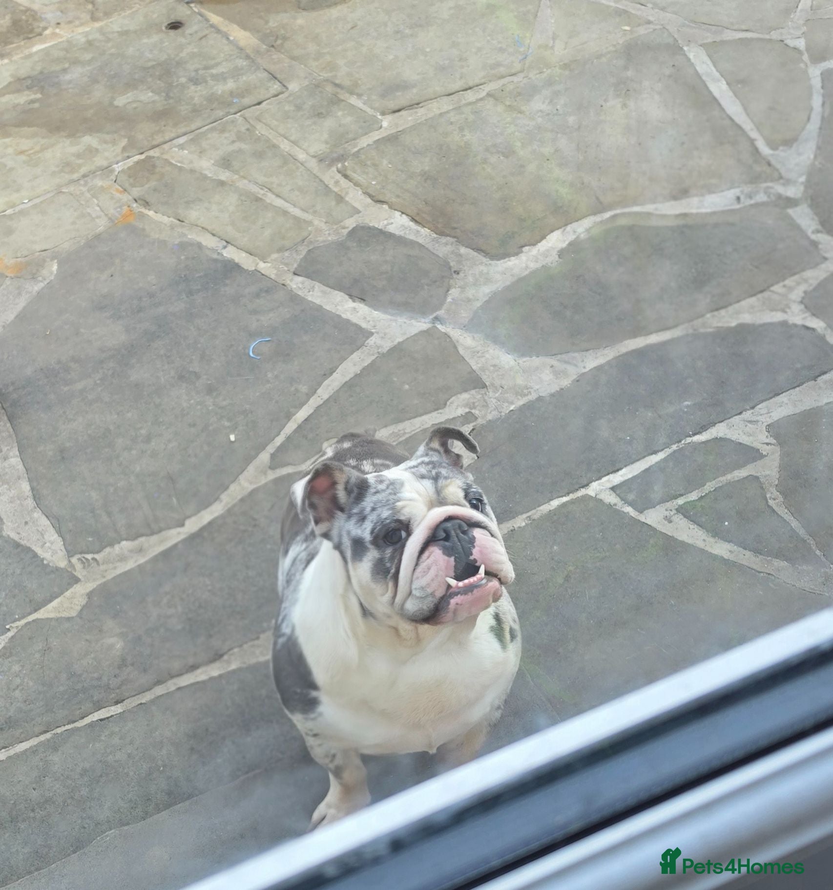 English Bulldog dogs English bulldog Blue tri Merle - Advert 16