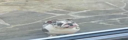 English Bulldog dogs for sale: English bulldog Blue tri Merle in Bradford - Advert 1