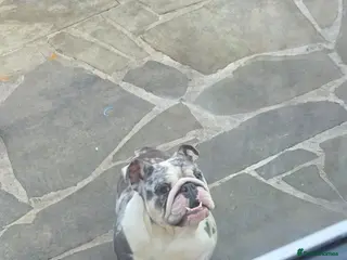 English Bulldog dogs English bulldog Blue tri Merle - Advert 3