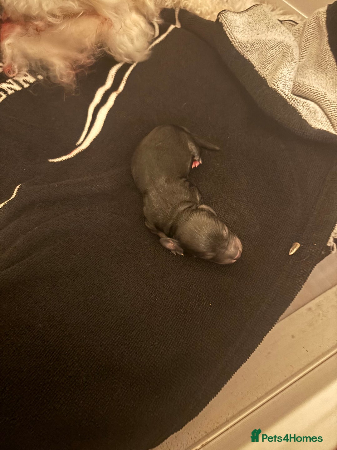 Poochon dogs for sale: Poochon F2Bs - Advert 10