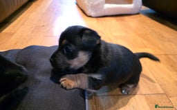 Jack Russell dogs for sale: Jack Russell puppies  - Image 5