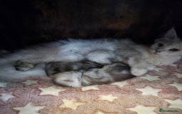 Maine Coon cats for sale: Maine Coon Kittens Black Shaded European Lines - Image 22