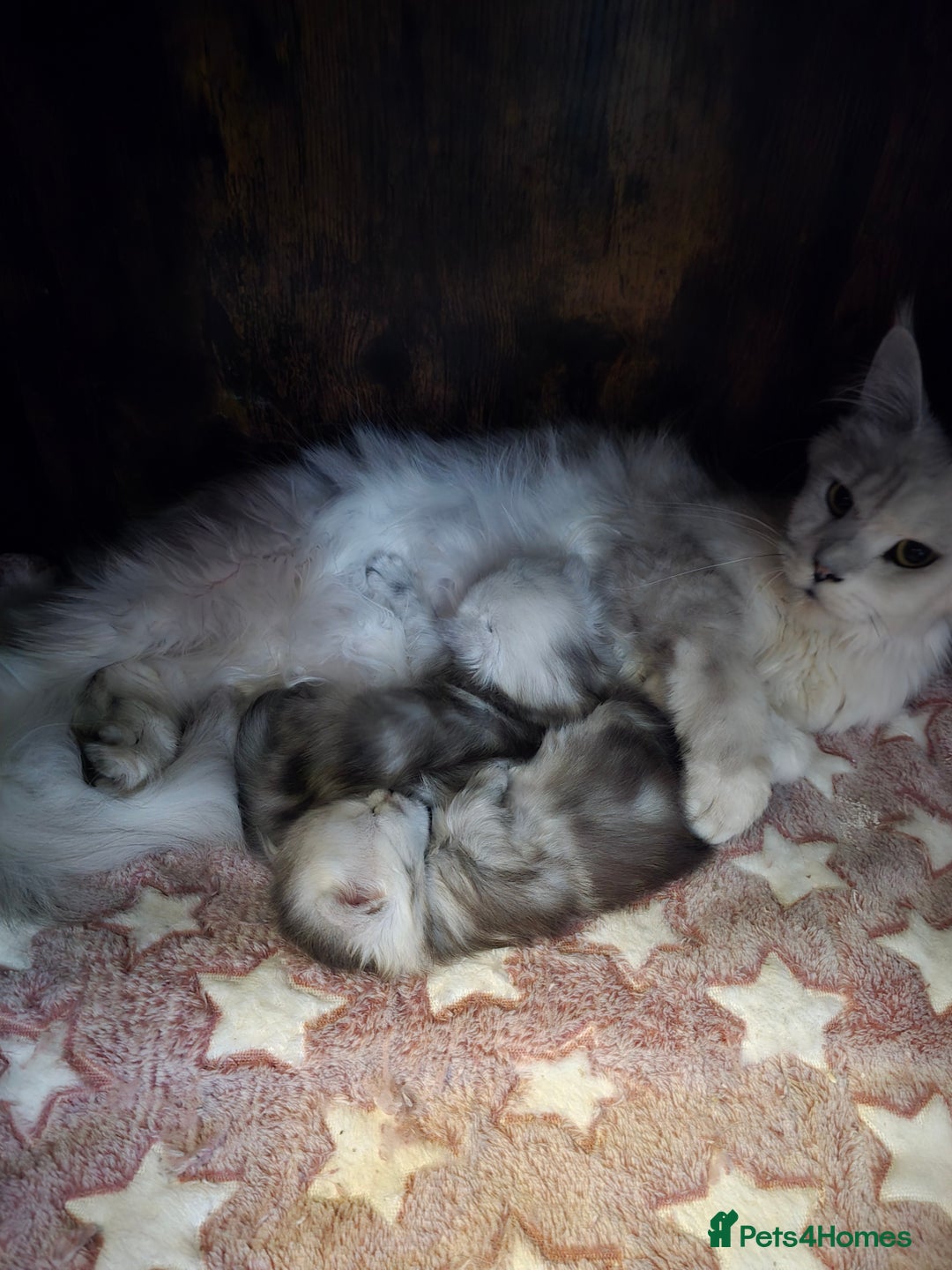 Maine Coon cats for sale: Maine Coon Kittens Black Shaded European Lines - Image 22