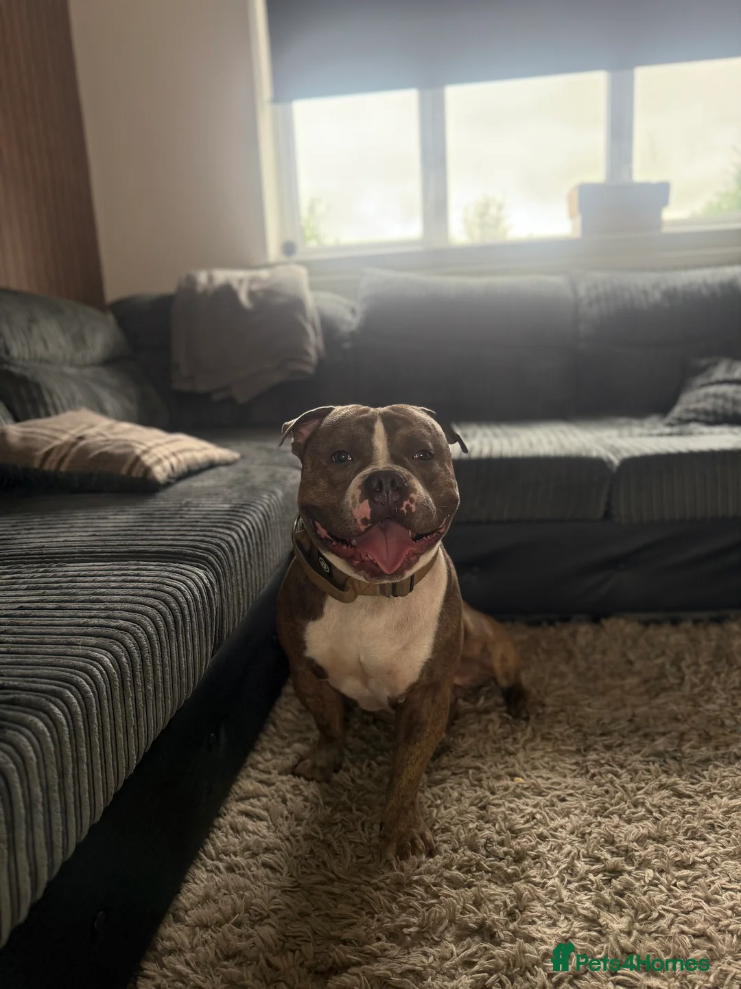 American Bully dogs for stud: Diesel 🐶 - Advert 3