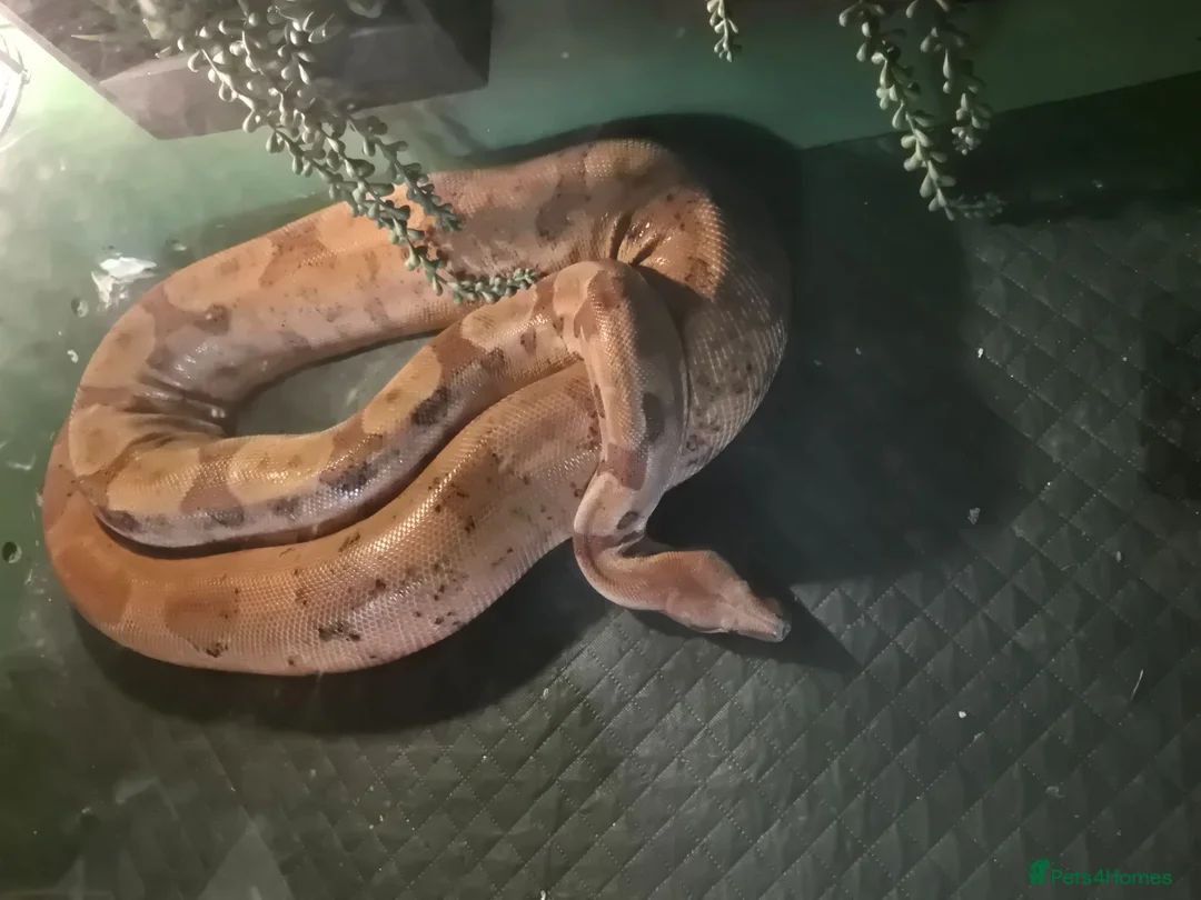 Boa Snake reptiles for sale: Short Tailed Boa and Full Set Up - Advert 1