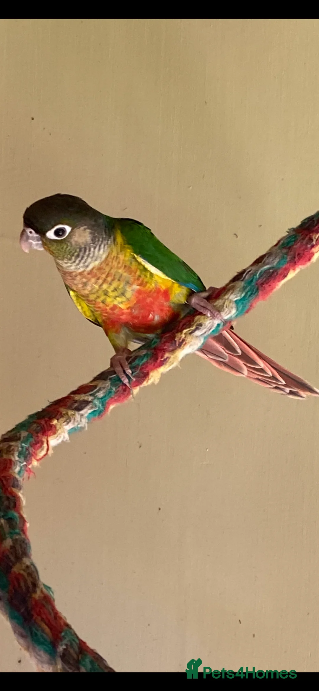 Conures birds for sale: Adult male conures dna sexed Aviary only - Advert 4