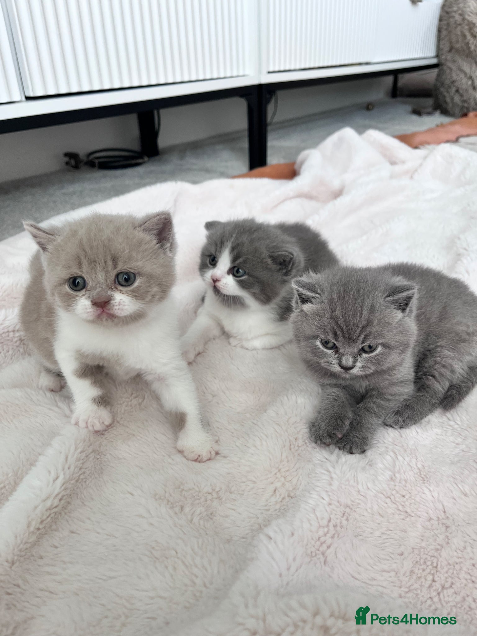 British Shorthair cats TICA registered pedigree British Shorthair kittens - Advert 2