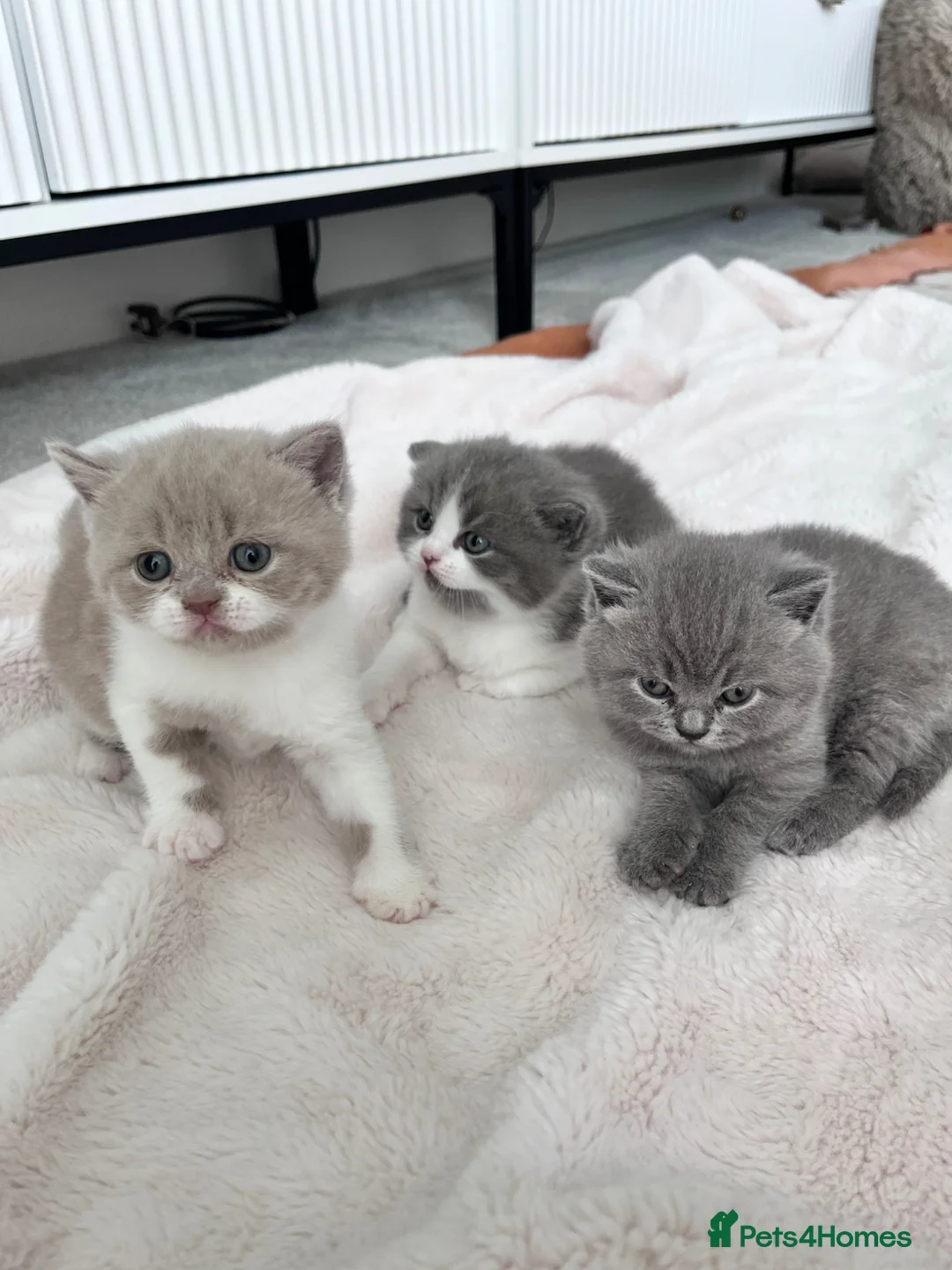 British Shorthair cats for sale: TICA registered pedigree British Shorthair kittens - Advert 1