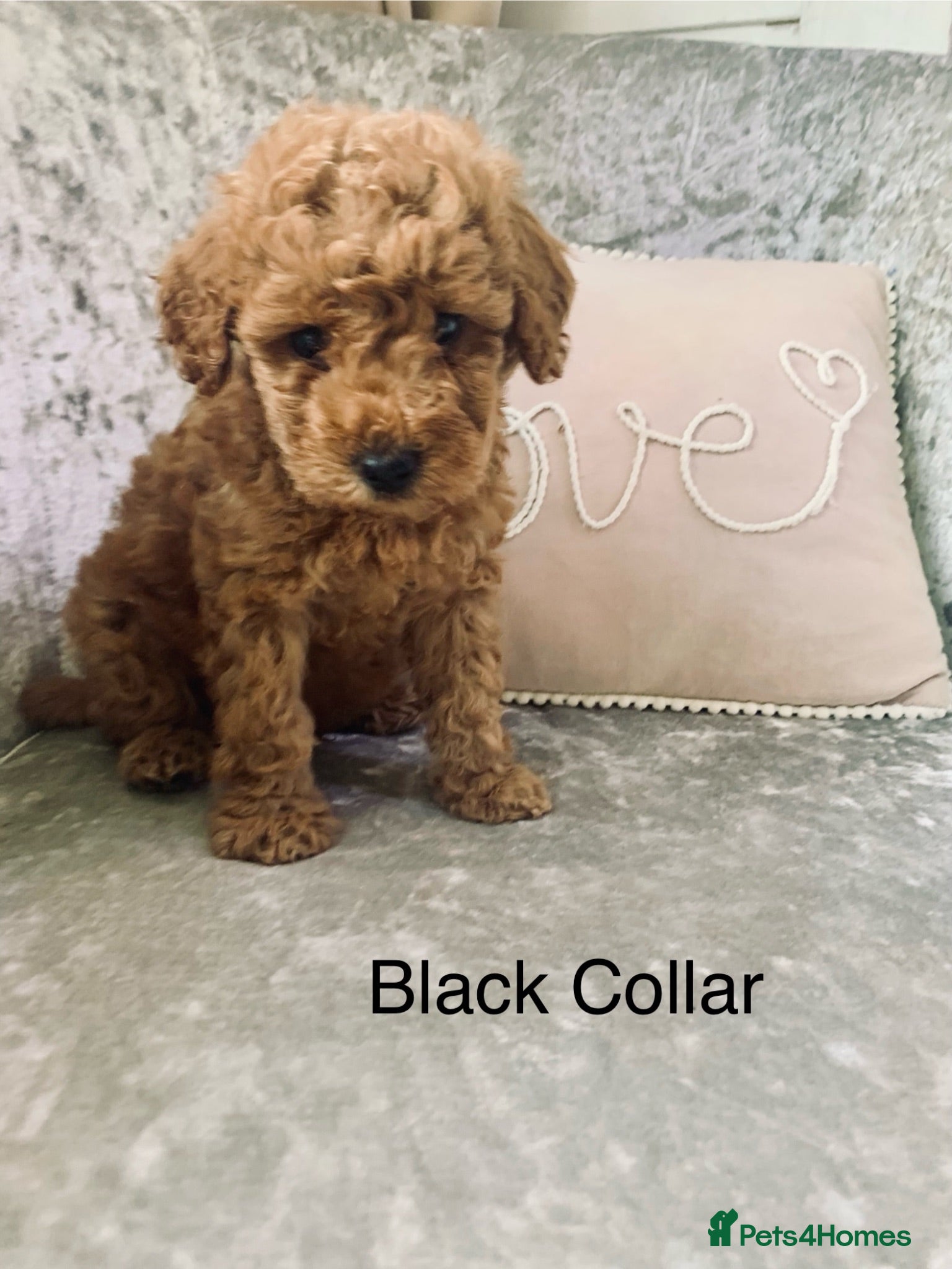 Toy Poodle dogs 🐩Quality Toy Poodle Puppies – Ready now 🐩 - Advert 2