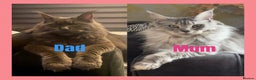 Maine Coon cats for sale:  TICA Maine Coon Kitten litter due soon!  - Advert 12