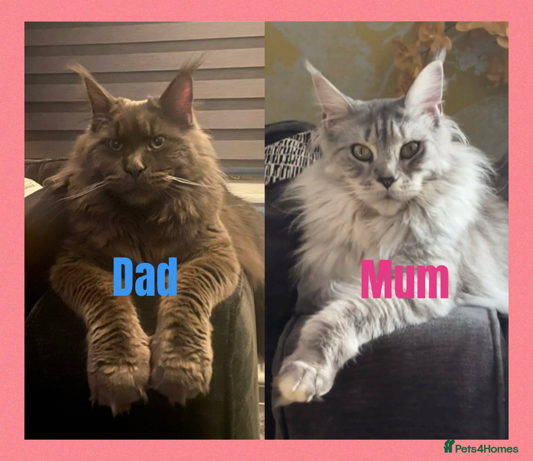 Maine Coon cats for sale:  TICA Maine Coon Kittens Ready for  **  🎁  - Advert 4