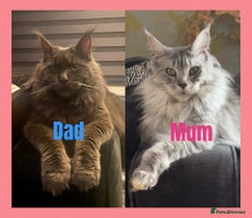 Maine Coon cats - Advert 6