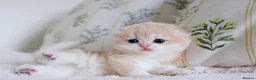 Scottish Fold cats for sale: **RARE & EXCLUSIVE SCOTTISH FOLD BABIES - Advert 4