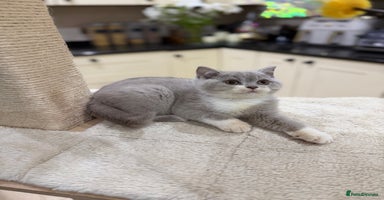 British Shorthair cats Full Pedigree Registered BSH kittens  - Advert 8